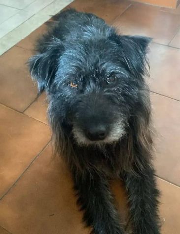 Barbetto spinone cerca famiglia