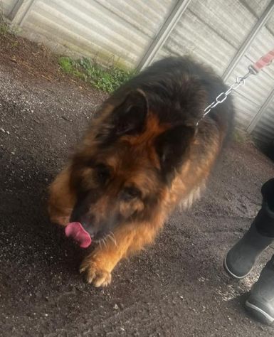 Maxx, bellissimo Pastore Tedesco adulto (a Milano) - Foto 2