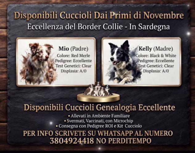 Selezionati Border Collie con pedigree
