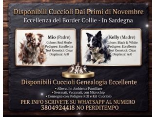 Selezionati Border Collie con pedigree