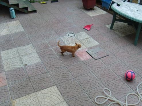 CARLA E PINCHERINO in cerca di adozione - Foto 3