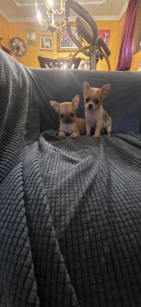 Chihuahua cuc di - Foto 5