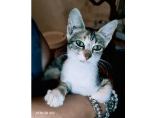 Regina, una gattina ancora da salvare...