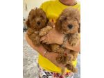 Cuccioli di Barboncino
