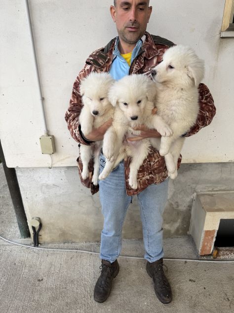 Cuccioli di Pastore Maremmano Abruzzese