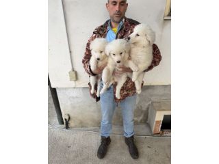 Cuccioli di Pastore Maremmano Abruzzese