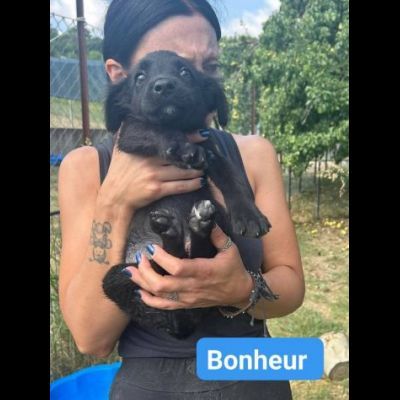 CHANCE e BONHEUR DELIZIOSI CUCCIOLI IN ADOZIONE - Foto 3