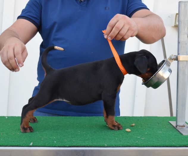 cuccioli di dobermann di altissima genealogia - Foto 2
