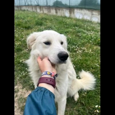 GERICO UNA MERAVIGLIA IN GABBIA CANE IN ADOZIONE - Foto 4
