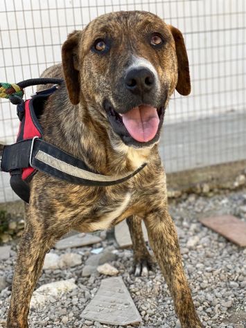 Schenny rimasta da sola in canile senza le sue sorelle - Foto 7