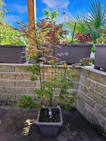 ACER PALMATUM DESHOJO (ANGUILLARA SABAZIA RM) - Foto 3
