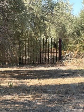 Uliveto di mq 10.000 con rudere in contrada Muraglia Mele - Foto 10