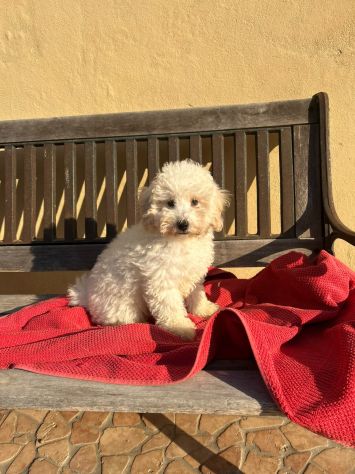 Meravigliosi Barboncini Toy bianchi maschi - Foto 4