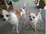 Pensione Soggiorno piccoli cani