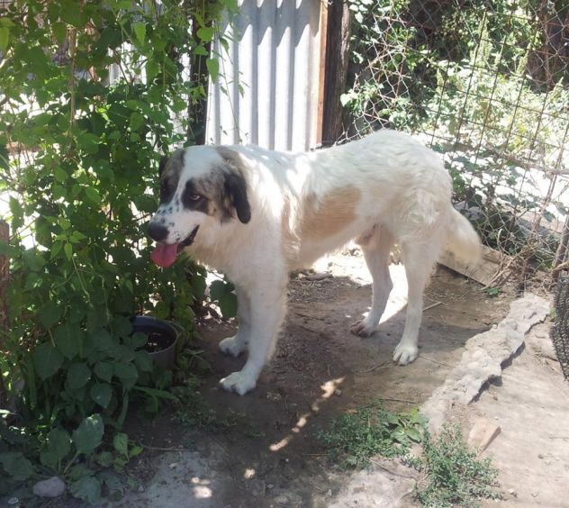 ERNESTO, stupendo cucciolone mix San Bernardo - Foto 3