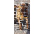 Priscilla 6anni medio piccola in 1canile del sud dove i cani stan h24 IN GABBIA