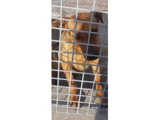 Priscilla 6anni medio piccola in 1canile del sud dove i cani stan h24 IN GABBIA