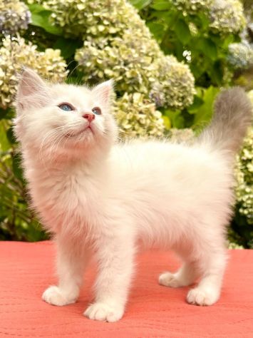 cucciolo di ragdoll - Foto 3