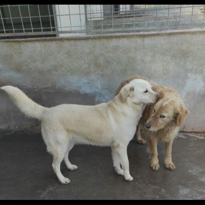 LA DOLCEZZA IN GABBIA, mix labrador CAGNOLINA IN ADOZIONE taglia media - Foto 4