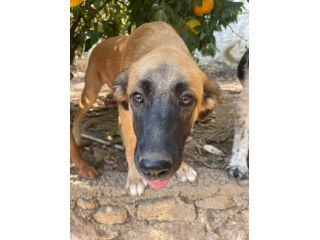 Polpetta cucciola