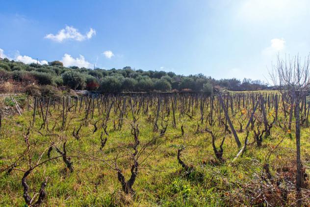 Terreno in vendita a Biancavilla - Foto 11