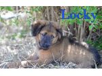 Locky dolcissimo cucciolo incrocio akita in adozione