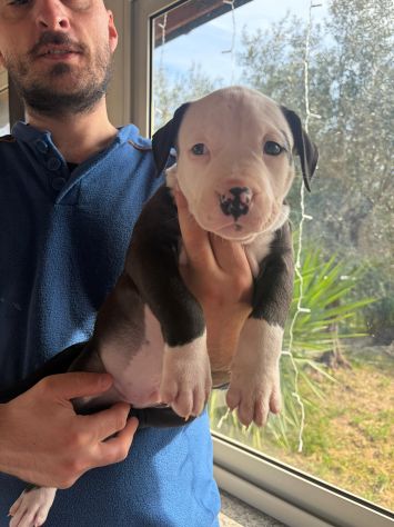 Cuccioli pitbull - Foto 10