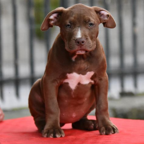 Cucciole di American Bully XL.
