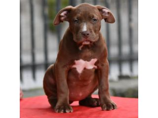 Cucciole di American Bully XL.