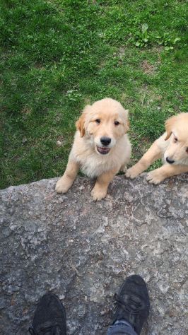 Cuccioli di Golden Retriever con pedigree ENCI - Foto 7