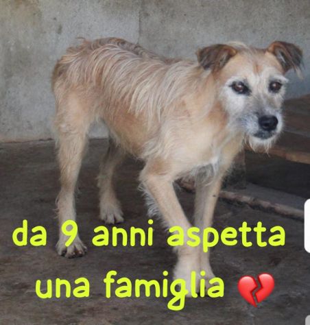 POLDO 9 ANNI taglia media - Foto 3