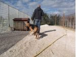 ALONSO, bellissimo mix alano