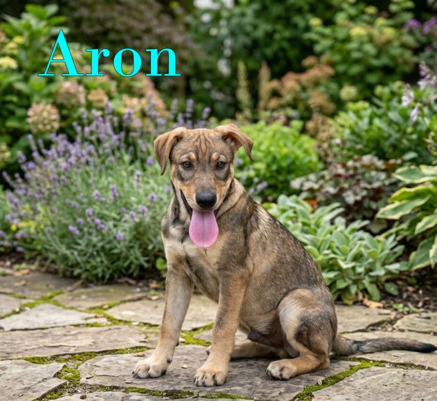 Aron e Jago cuccioli dolcissimi in adozione - Foto 4