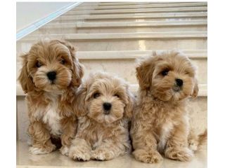 Maltipoo cuccioli - da euro 40 al mese