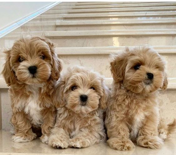 Maltipoo - da euro 40 al mese