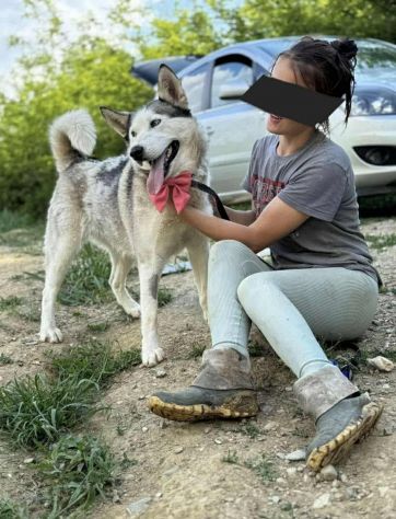 CINDY, splendida HUSKY cerca famiglia! - Foto 4