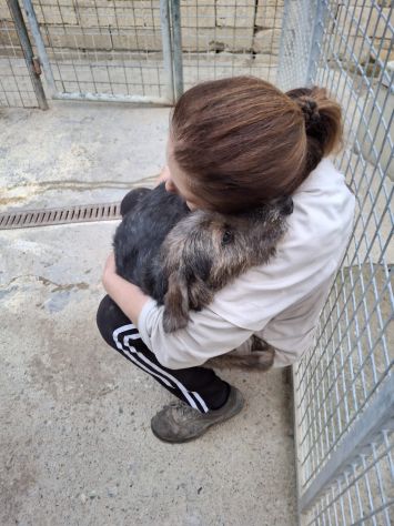 POLDO 11 MESI SIMIL SPINONE IN CANILE - Foto 7