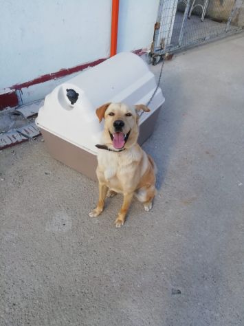 Rocky cucciolone incrocio labrador - Foto 4