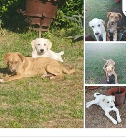 Scooby e Shiro 2anni e 1/2  RIMASTI SOLI IN RECINTO.CASERTA