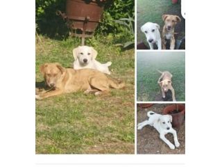 Scooby e Shiro 2anni e 1/2  RIMASTI SOLI IN RECINTO.CASERTA