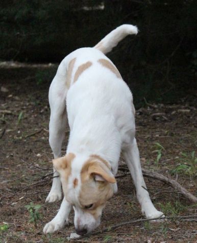 Toby cane un po’ timoroso, adozione responsabile - Foto 6