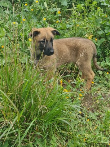 Cuccioli Allevamento Pastore Belga Malinois Potenza Matera Melfi Metaponto - Foto 5