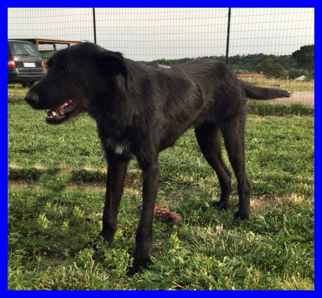 SMILZO, TENERO CAGNOLINO CERCA CASA - Foto 10