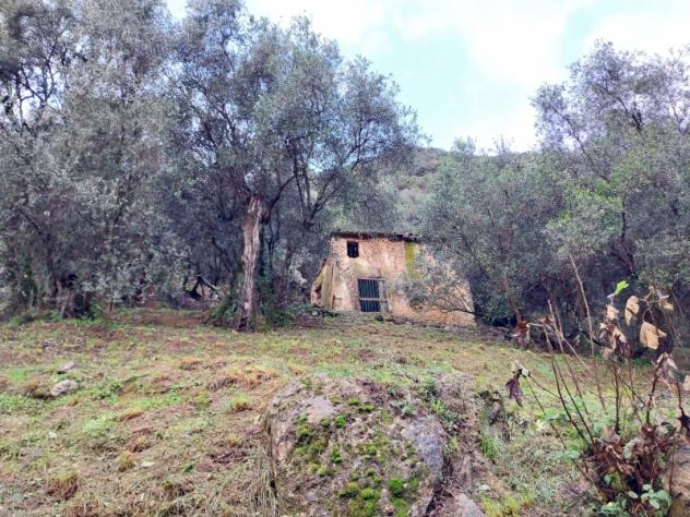 Collina di Camaiore vendesi oliveto con annesso agricolo - Foto 5