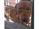 SANSONE MIX DOGUE DE BORDEAUX CANE IN ADOZIONE