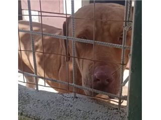 SANSONE MIX DOGUE DE BORDEAUX CANE IN ADOZIONE