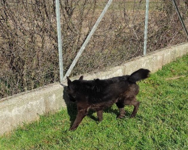 CAGNOLINO CERCA CASA, ALBERTO TAGLIA MEDIO CONTENUTA - Foto 9