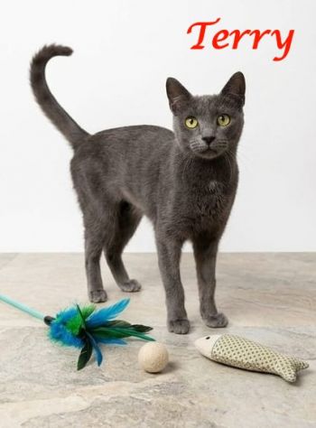 TERRY, adorabile micia in adozione!