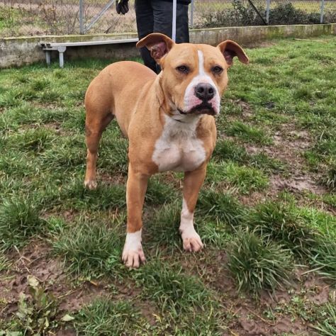 CLOE PURO AMORE CANE IN ADOZIONE - Foto 3