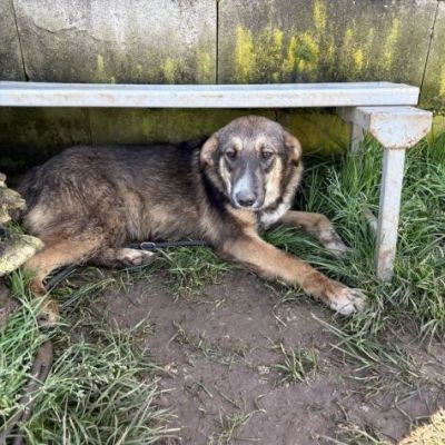 JOHNNY LA DOLCEZZA, CUCCIOLO IN ADOZIONE - Foto 4